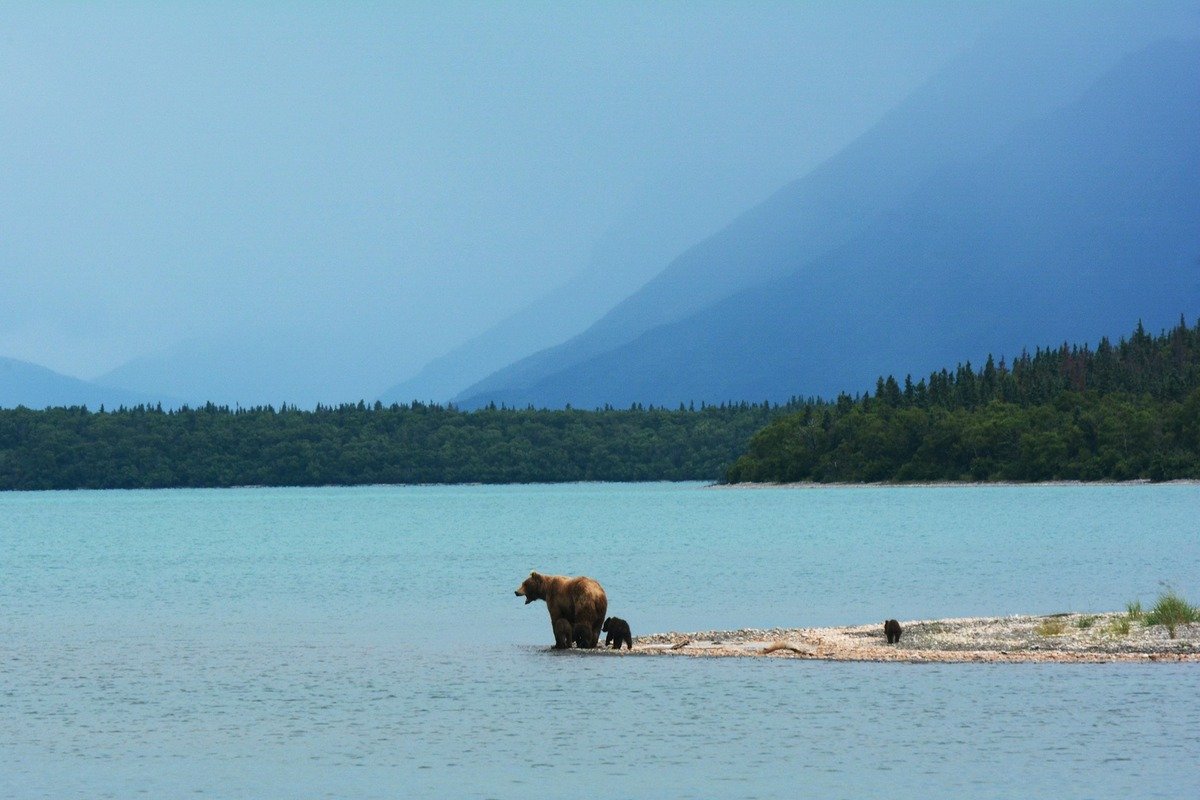 Mother bear and cubs at Naknek Lake, Katmai